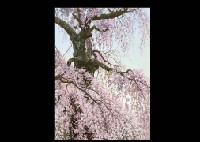 Spring Day
