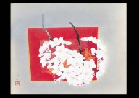 Cherry Blossoms