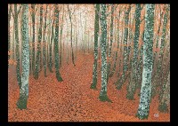 Falling Leaves