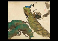 Peacock