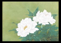 Peony
