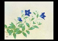 Bellflower