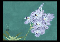 Orchid