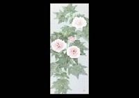 Cotton Rose