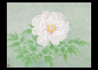 Peony