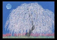Road, Flower Banquet