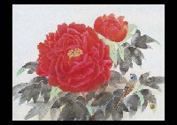 Peony