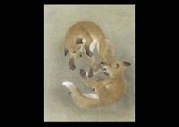 Little Fox