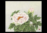 Peony