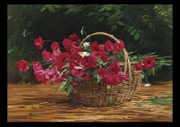 Amapola