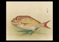 Bream with the Bamboo Grass