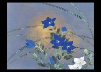 Japanese Bellflower