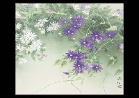 Field Chrysanthemum