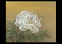 Peony