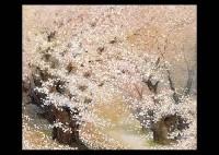 Cherry Blossoms