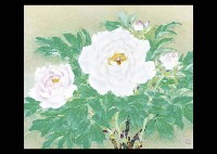 Peony
