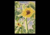 Sun Flowers