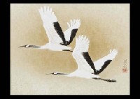 Crane Flight
