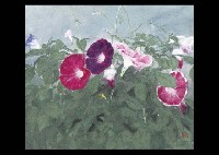 Morning Glory