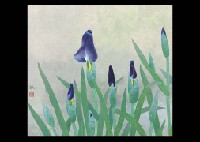 Calamus