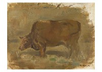 Cow