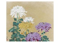 Chrysanthemum
