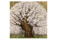 Cherry Blossoms