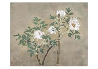 Peony