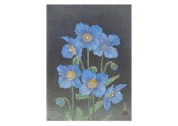 Blue Poppy