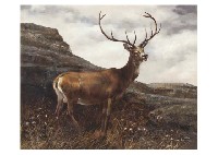 Deer