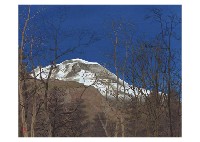 Mt. Asama between trees
