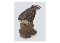 Hawk