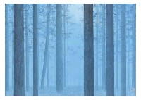 Calm Wood