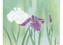 Iris