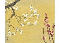 Red and White Plum Blossoms