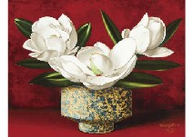 Evergreen Magnolia