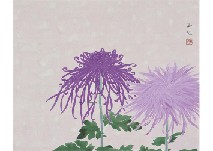 Chrysanthemum