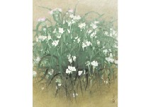 Dayflower