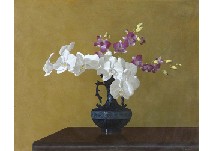 Moth orchid and cooktown orchid