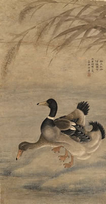 DUCKS