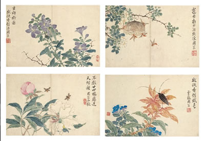 Flowers and Insects