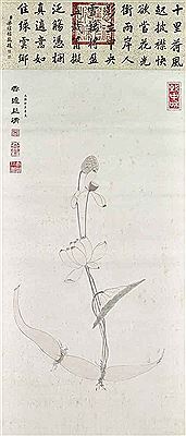 Lotus, Root and Seed