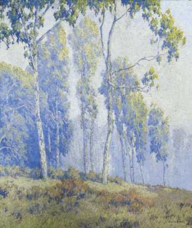 Eucalyptus Trees in the Mist