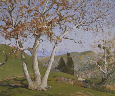 Sycamore Tree (In Laguna Canyon)