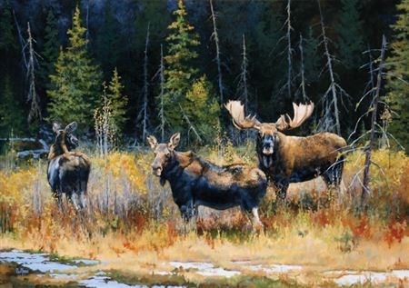 Bull Moose and Cows