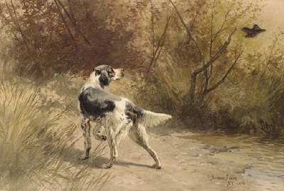 An English Setter Putting up a Woodcock