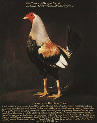 Madman, a Birchen Cock