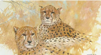 Cheetah