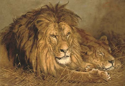 A Lion and a Lioness