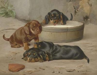 Dachshund puppies
